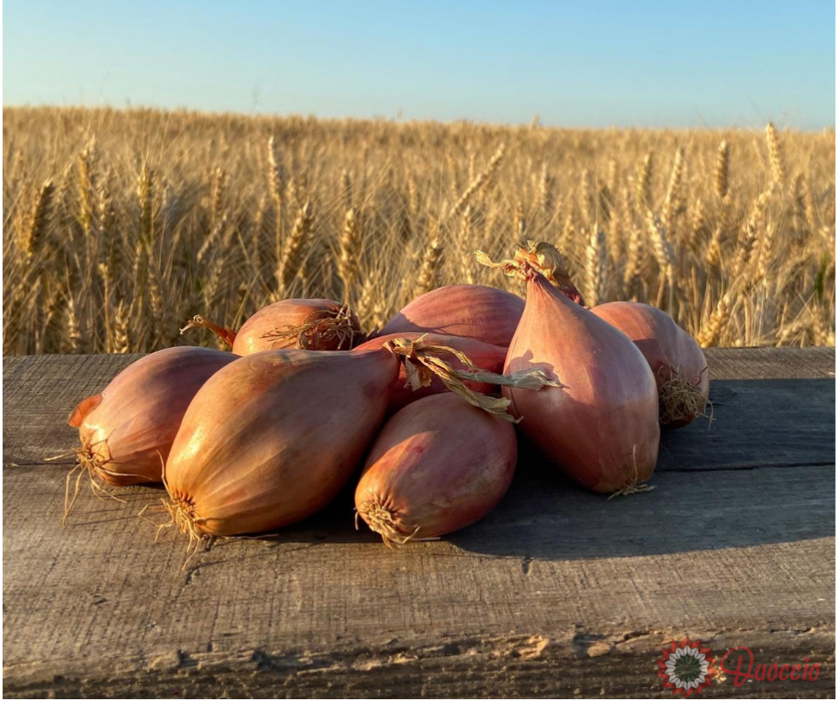 Shallot origin Italy from Duoccio